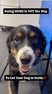 Your dog isn’t being bad.She’s being bored.